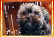 Holly